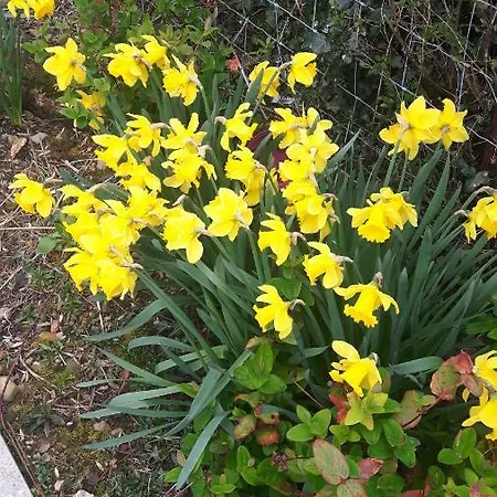 Bed & Breakfast Nellies 3*