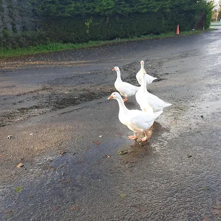 Bed & Breakfast Nellies 3*