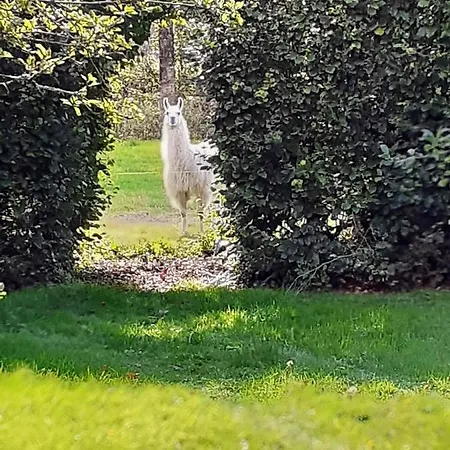 Bed & Breakfast Nellies 3*