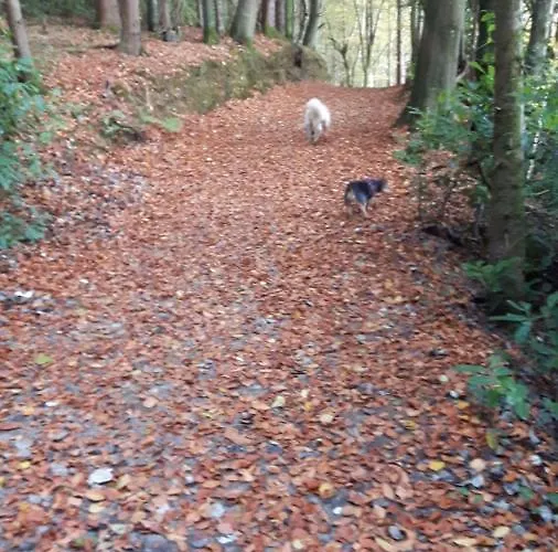 Nellies Bed & Breakfast