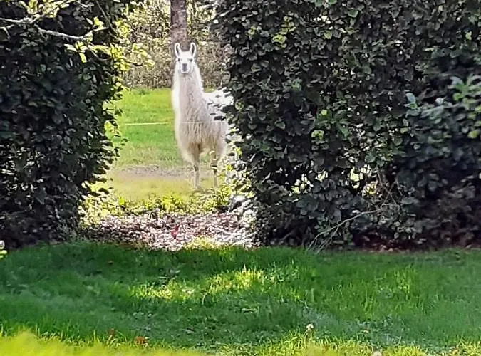 Bed & Breakfast Nellies 3*